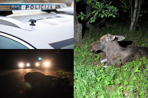 Neringoje – policijos dovanos: padės apsisaugoti nuo susidūrimų su gyvūnais kelyje