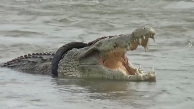 Užfiksuotas į nelaimę papuolęs krokodilas: jo galvą teko vaduoti iš padangos