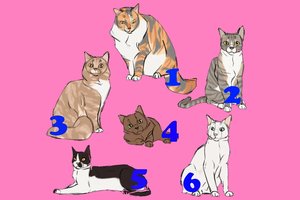 Kuri katė gražiausia? Tai atskleidžia jūsų charakterį