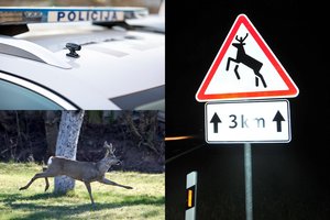 Gamtininkai skeptiškai žiūri į policijos idėją: nereikia galvoti, kad sušvilpus visi briedžiai sustos prie perėjos