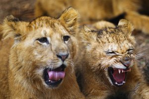 Barselonos zoologijos sode keturiems liūtams nustatyta koronaviruso infekcija