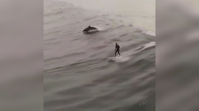 Kvapą gniaužiantis reginys: banglentininko pasiplaukiojimas su delfinais
