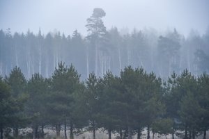 Štai kodėl svarbu padirbėti jaunuolynuose – po dešimtmečių tai bus gražus miškas