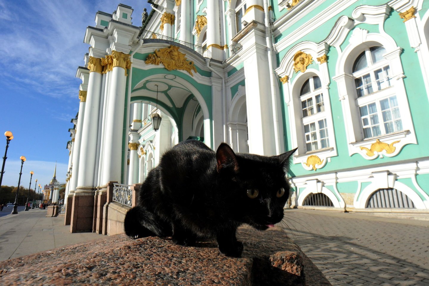 Viena iš Ermitažo kačių.<br> AFP/Scanpix nuotr.