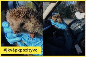 Pareigūnių gerumo pavyzdys: į pavojų patekusį ežį išgelbėjo Kupiškio policininkė