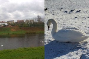 Gamtininkė paaiškino, kodėl dar nereikia lesinti vandens paukščių