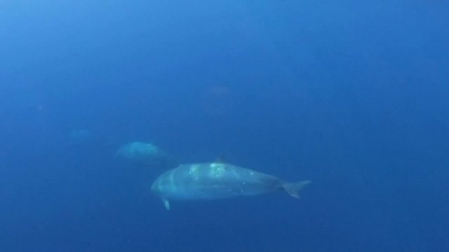 Mokslininkai tiki, jog atrado naują banginių rūšį: aptinkama tik atokiuose vandenyse