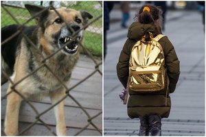 Miestą Žemaitijoje terorizuoja agresyvus vilkšunis: apkandžiojo mergaitę, bet policija – bejėgė