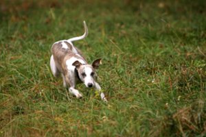 Palaidą šunį Panevėžio r. vedžiojusiam vyrui – smūgiai ir baisūs grasinimai