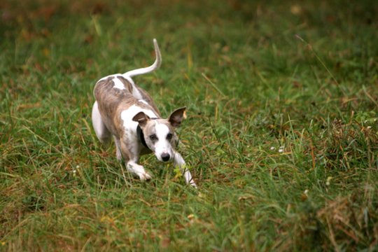  Palaidą šunį Panevėžio r. vedžiojusiam vyrui – smūgiai ir baisūs grasinimai.