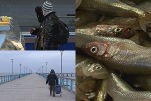 Pirmosios stintos jau ant prekystalių: rauda ir pirkėjai, ir žvejai