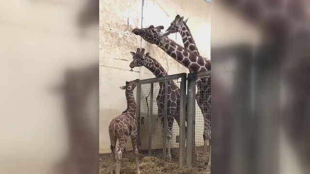 Žirafa gimė ypatingą dieną: suteiktas vardas pagerbė moterį, gavusią pirmąją koronaviruso vakciną
