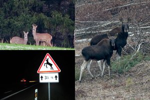 Stipriai išaugo susidūrimų su laukiniais gyvūnais: policija primena, ką vairuotojai privalo daryti nutikus nelaimei