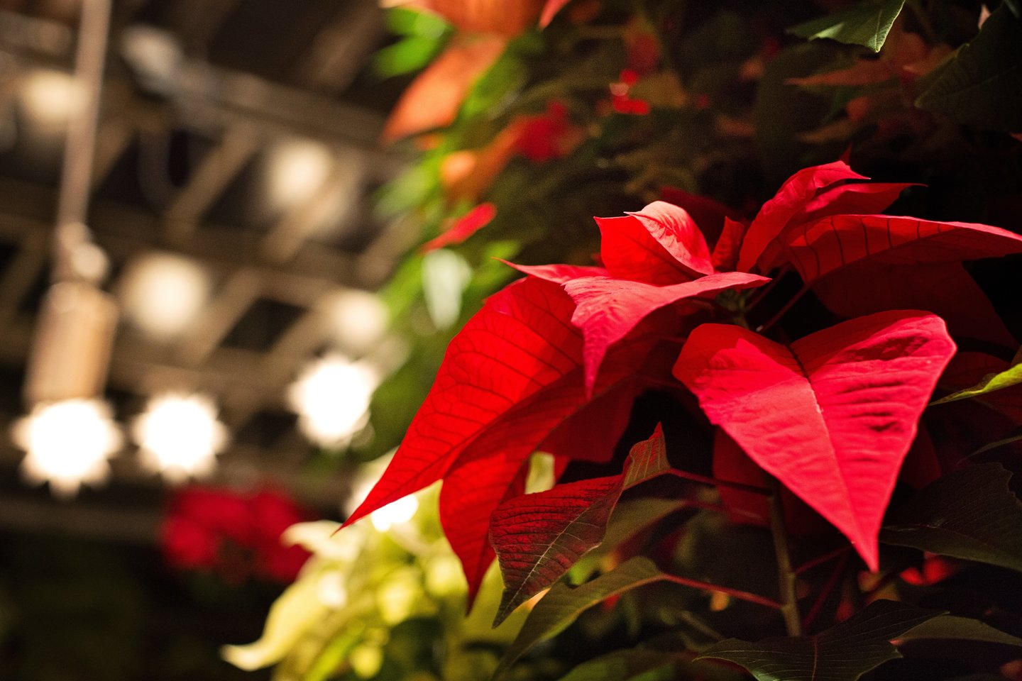 Artėjant Kalėdomis daugelis suskumba įsigyti puošniausiąją karpažolę – daugiametį augalą, kitaip vadinamą Kalėdų žvaigžde, visgi dalis augintojų jau po pirmųjų švenčių nuleidžia rankas – augalas numeta lapus, todėl keliauja į šiukšliadėžę. <br>Jill Wellington / Pixabay nuotr.