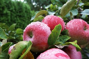 Žemės ūkio produkcijos šiemet pagaminta daugiau nei pernai