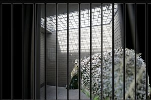 Panevėžyje pareigūnė „suėmė“ ežį: kirto gatvę draudžiamoje vietoje