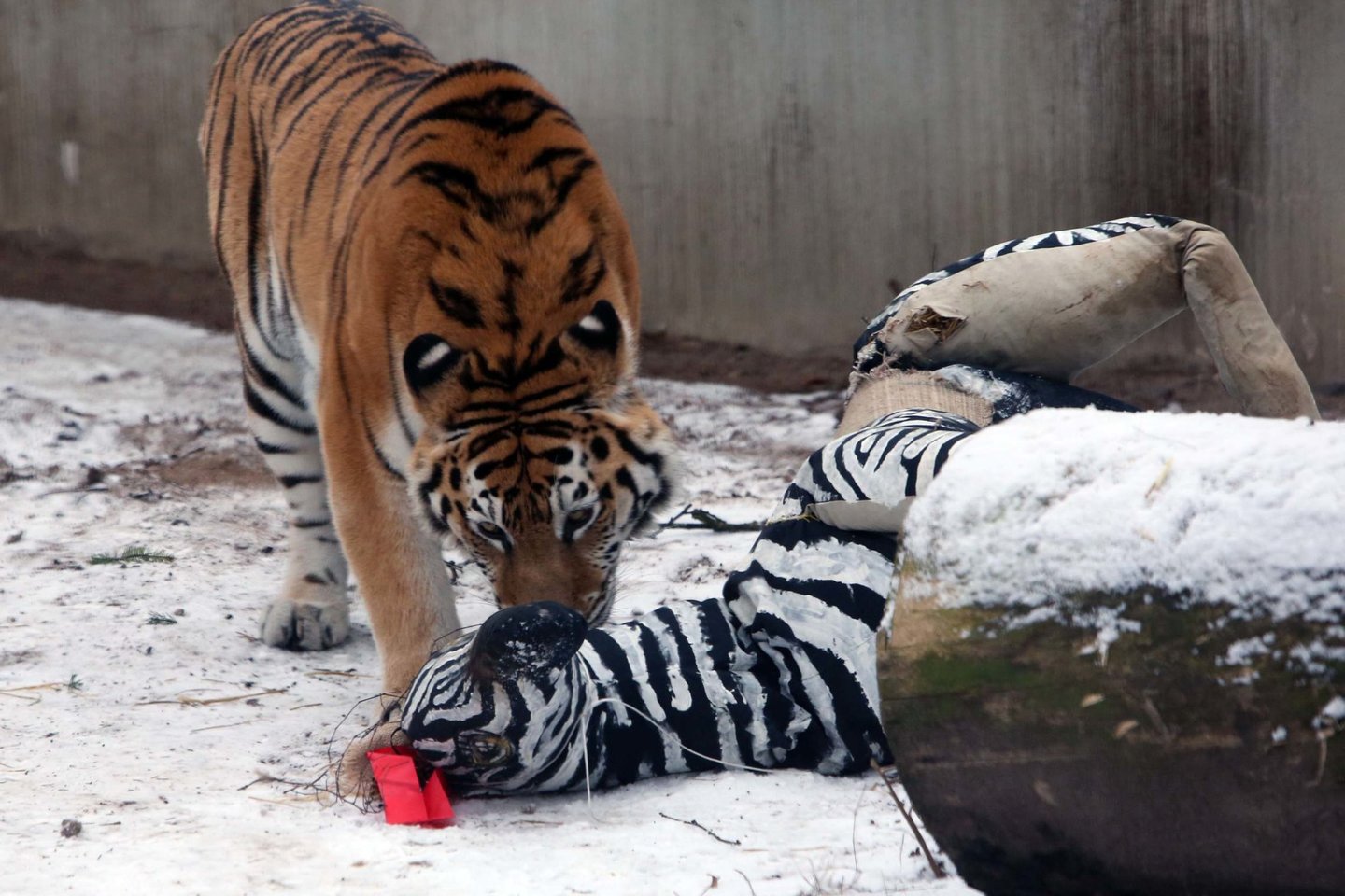 Tigras susidomėjo pasiūlytu žaislu. <br> M.Patašiaus nuotr.