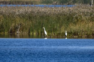 Aplinkos ministras S. Gentvilas permainas Žuvinto rezervate žada dar šiais metais