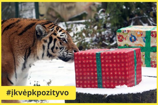 Tigrui smalsu, ką suras dėžutėje. 