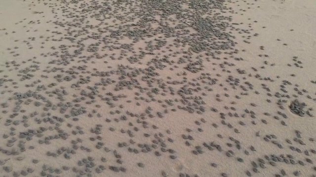 Užburiantis vaizdas: bene šimtas tūkstančių vėžlių pradeda kiaušinių dėjimo sezoną