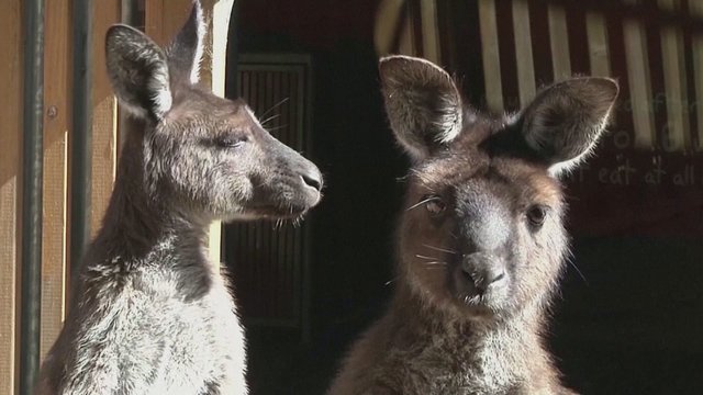 Mokslininkų atradimai stebina: kengūros, kaip ir šunys – gali bendrauti su žmonėmis