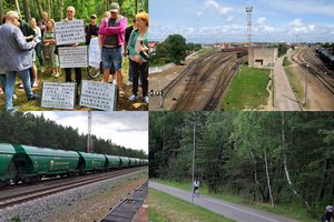 Klaipėdiečiai lieja ašaras dėl Girulių miško ateities, bet į atvirą kovą su medkirčiais nestoja