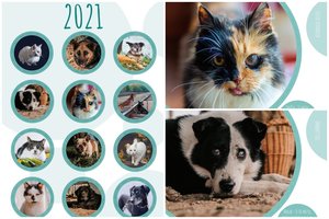 Išleido kalendorių su beglobių gyvūnų nuotraukomis: neša įkvepiančią žinią