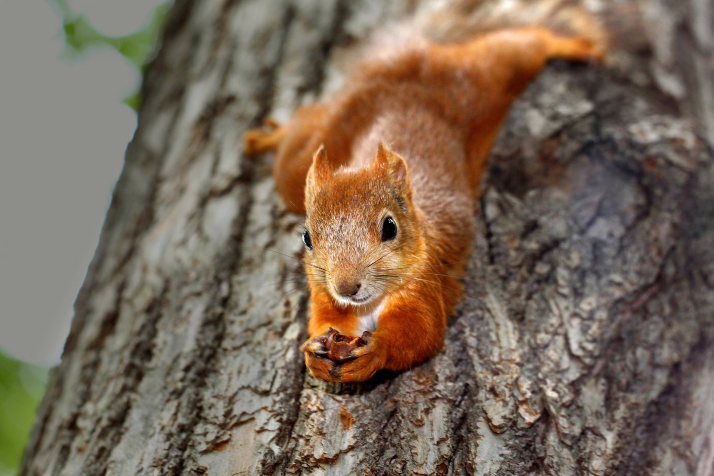  Dauguma žinduolių bijo nukristi – tačiau atrodo, tarsi voverės to visai nebijotų. Kodėl?<br> 123rf nuotr.