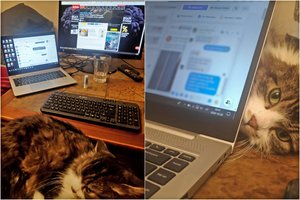 Pūstauodegė Liūtė – katė, kuri sužino naujienas anksčiau už jus