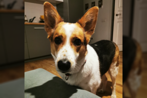 Apie darbo pabaigą Justei praneša #namųkomanda: kam į lauką, kam vėl pavalgyt