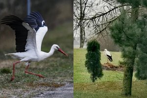 Gyventojai sunerimę – į šiltus kraštus neišskrido gandrai: gamtininkai turi atsakymą, ką daryti
