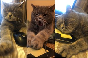 Ryžto dirbti Mocertas turi daug, tik visi bandymai baigiasi panašiai