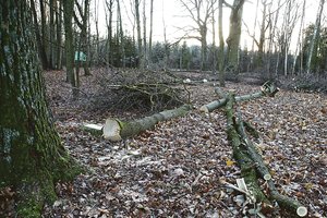 Ąžuolyno parke – kardinalios permainos, tačiau kauniečiai nerimauja dėl dūzgiančių pjūklų