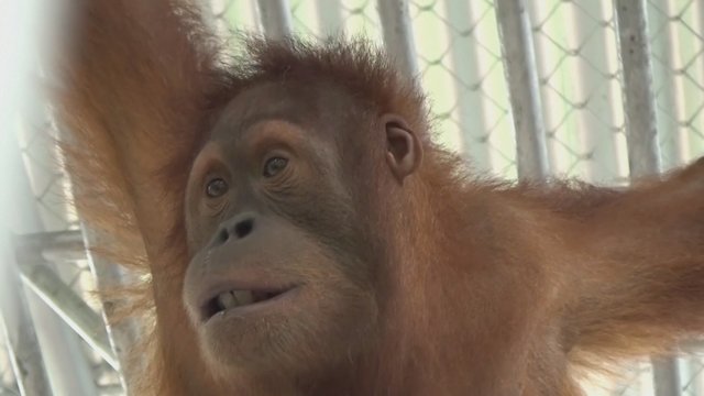 Nykstantys orangutanai reabilituojami, kad būtų paleisti atgal į mišką