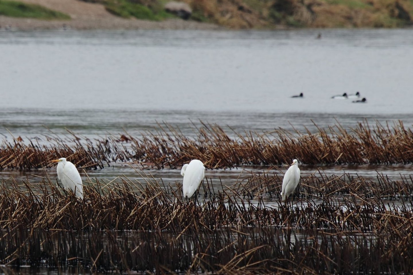 Žemuosiuose Šančiuose, Nemuno pakrantėje, žiemoti susirinko pilkieji ir didieji baltieji garniai. Pastarųjų paukščių anksčiau čia nebūdavo.<br>D.Batulevičiaus nuotr.