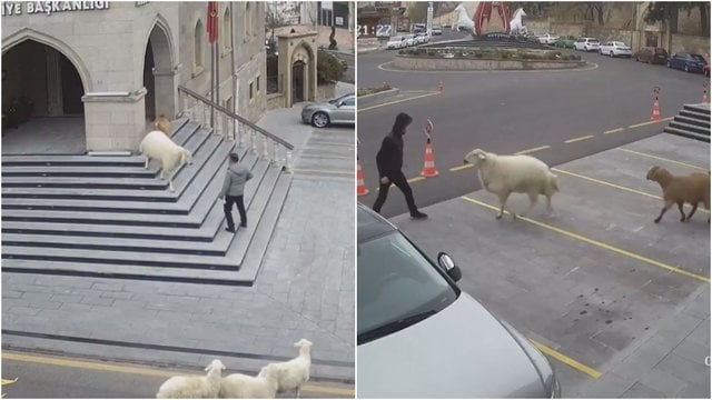 Bėglės avys „okupavo“ rotušę ir aplink ją gainiojo žmones: iš vaizdelio juokiasi visas internetas 