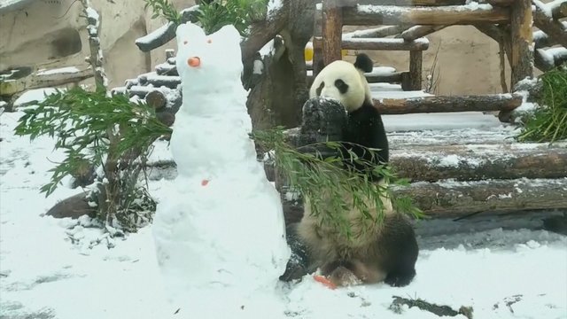 Didžioji panda kovėsi su sniego seniu ir visiškai jį sunaikino