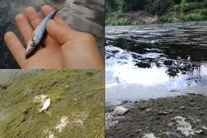 Už žalą gamtai Ventos upėje teismas skyrė baudą hidroelektrinės savininkams