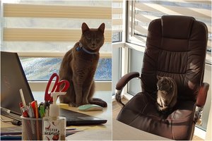 Vilniečių teisininkų šeimoje boso vaidmeniu tenka dalytis ir su Tora