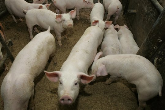 Lietuvoje didėjo kiaulių skerdimo apimtys ir supirkimo kainos