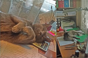 Pagalbos leteną šeimininkei tiesia senjoras Riksas