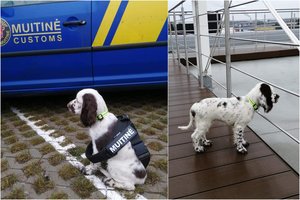 Tarnybą Lietuvos muitinėje pradeda nauja keturkojė kolegė Joga