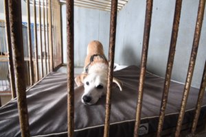 Padėkite prieglaudoms išmaitinti gyvūnus: prasideda akcija 1 „Like“ = 1 maisto porcija