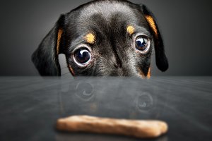 „Maldaujantis“ šunų žvilgsnis atsirado ne šiaip sau