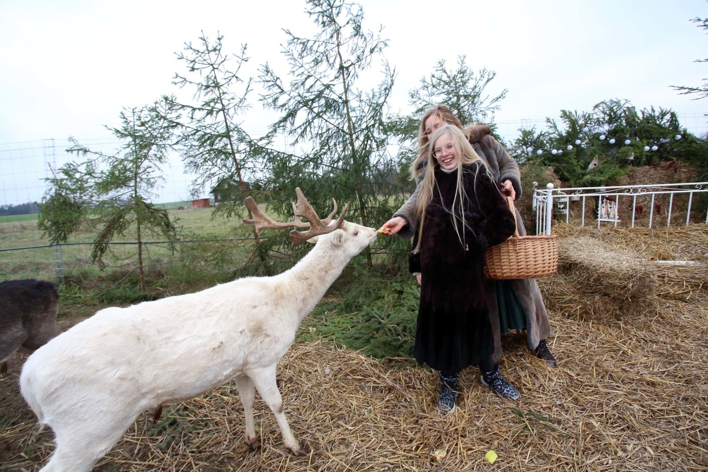 I. Michalskienė su dukra rūpinasi kaimo turizmo sodyba, kurioje savo malonumui augina danielius ir avis. Su jais surengta fotosesija pakuždėjo ir verslo idėją.<br> M.Patašiaus nuotr.