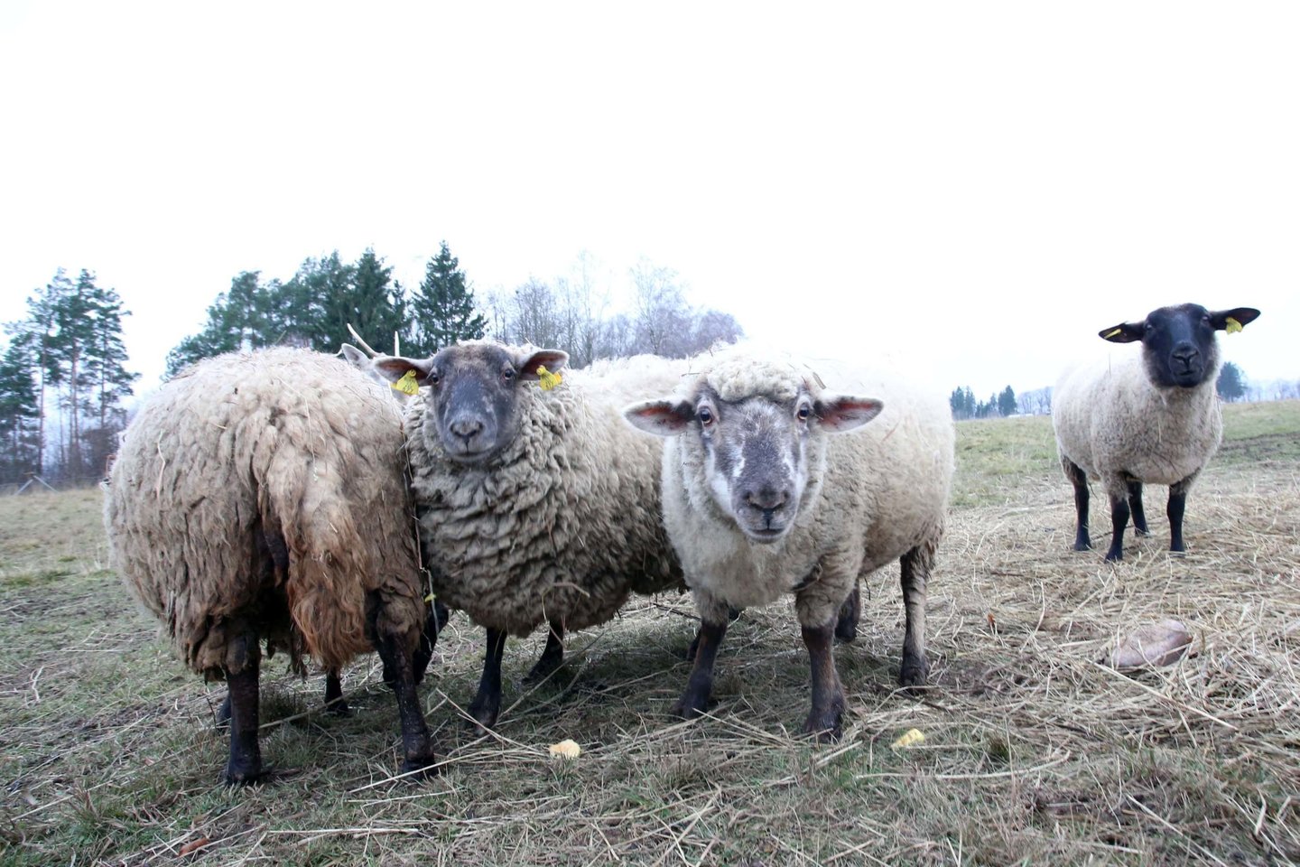 Avis šeima pradėjo auginti norėdama, kad gyvūnai nuėstų žolynus.<br> M.Patašiaus nuotr.