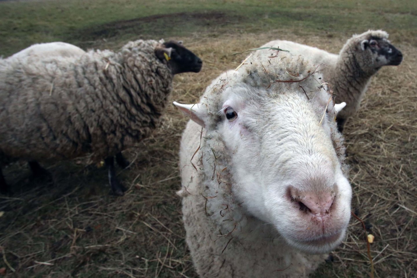 Avis šeima pradėjo auginti norėdama, kad gyvūnai nuėstų žolynus.<br> M.Patašiaus nuotr.