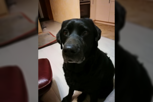 Politikos naujienų ekspertė labradorė Nora: vienų kalbos migdo, o kai ką teko ir aploti