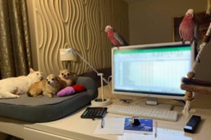 Aušros namuose į darbo vietą skuba ir šunys, ir papūgos, ir katinas