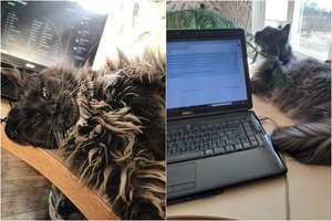 Klaviatūra per nuotolinius susirinkimus virsta Meino meškėnės podiumu: šeimininkei telieka stebėti